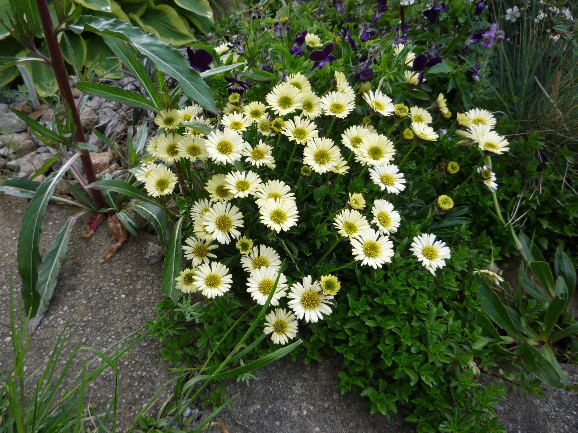 Erigeron flettii var. Distler_07.06.2020.webp