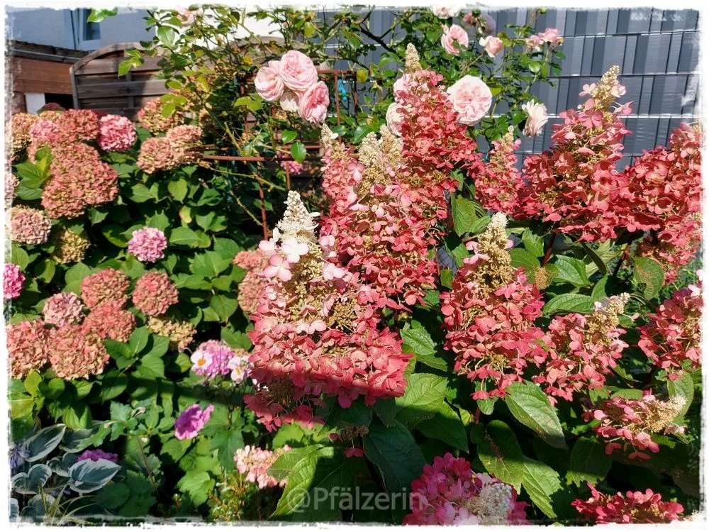 Es herbstelt im Garten 3.webp