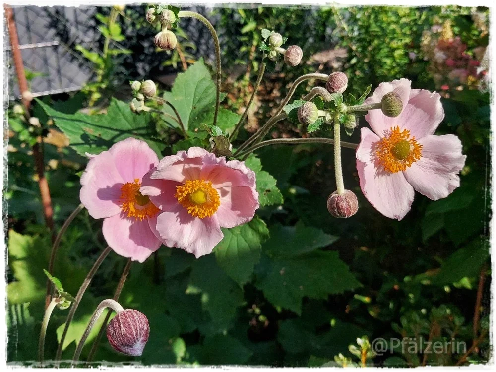 Es herbstelt im Garten 4.webp