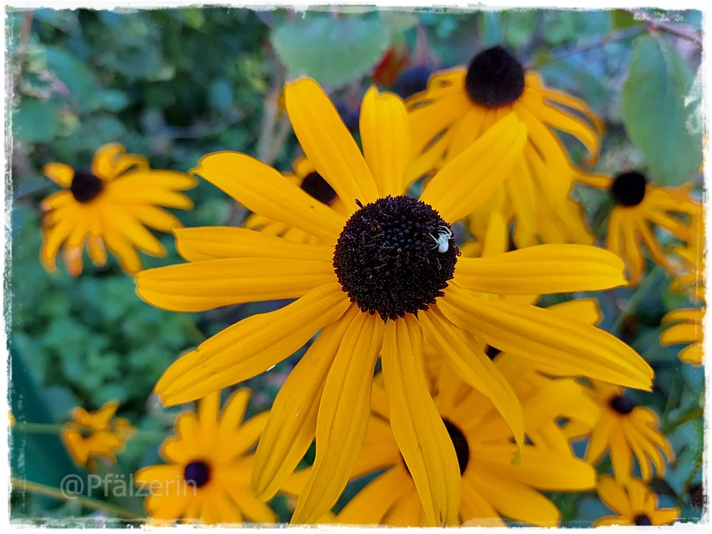 Es herbstelt im Garten 8.webp
