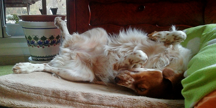 Estrella_sleeping_schläft_auf dem Rücken3_700.webp