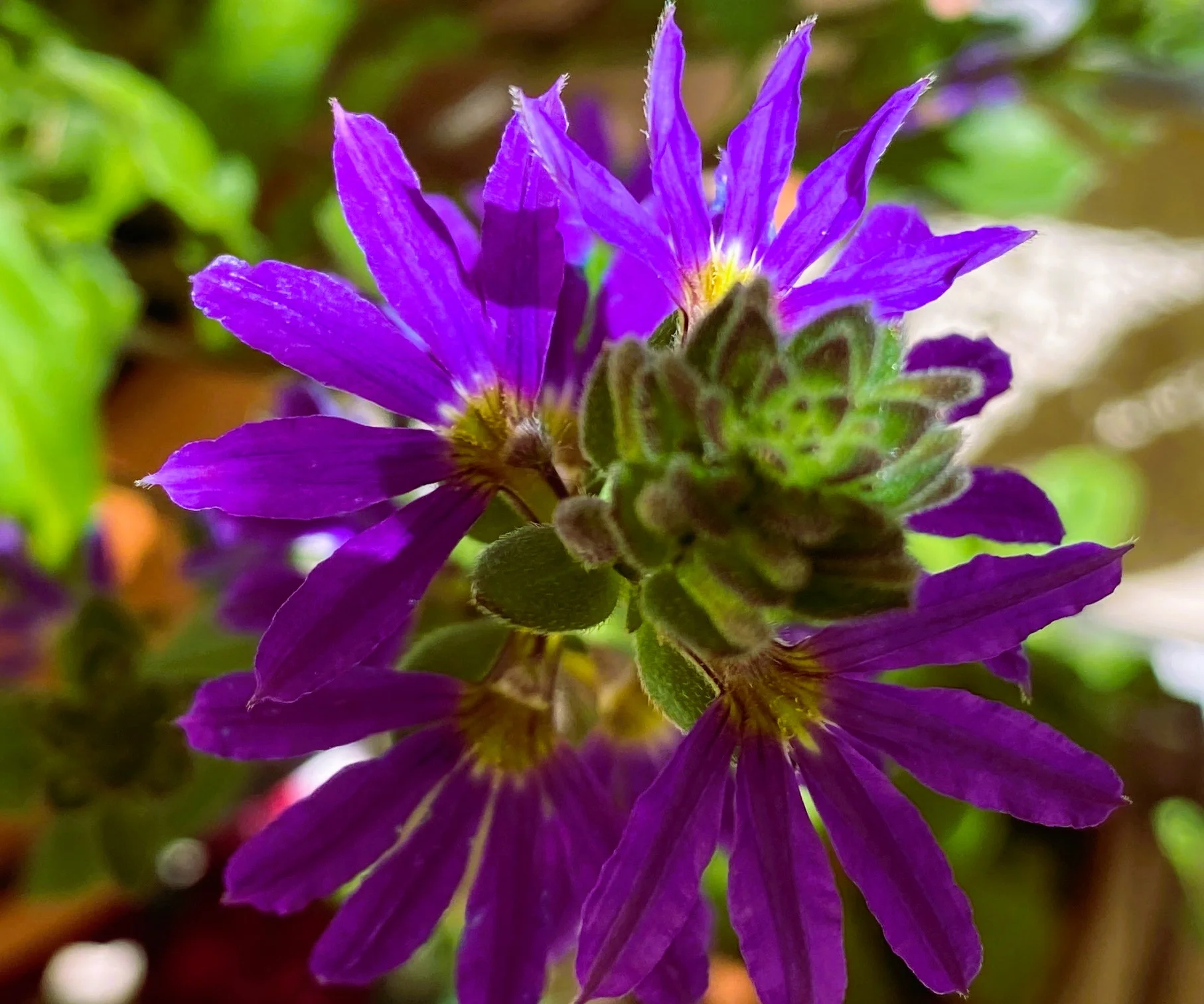 Fächerblume.webp