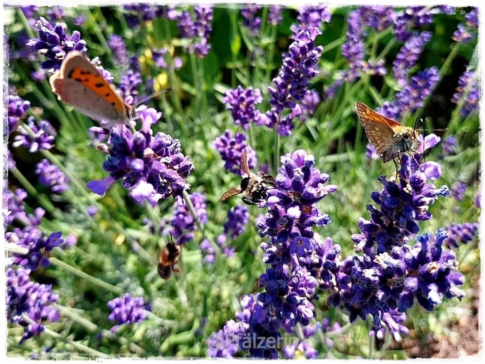 Falter am Lavendel 3.webp