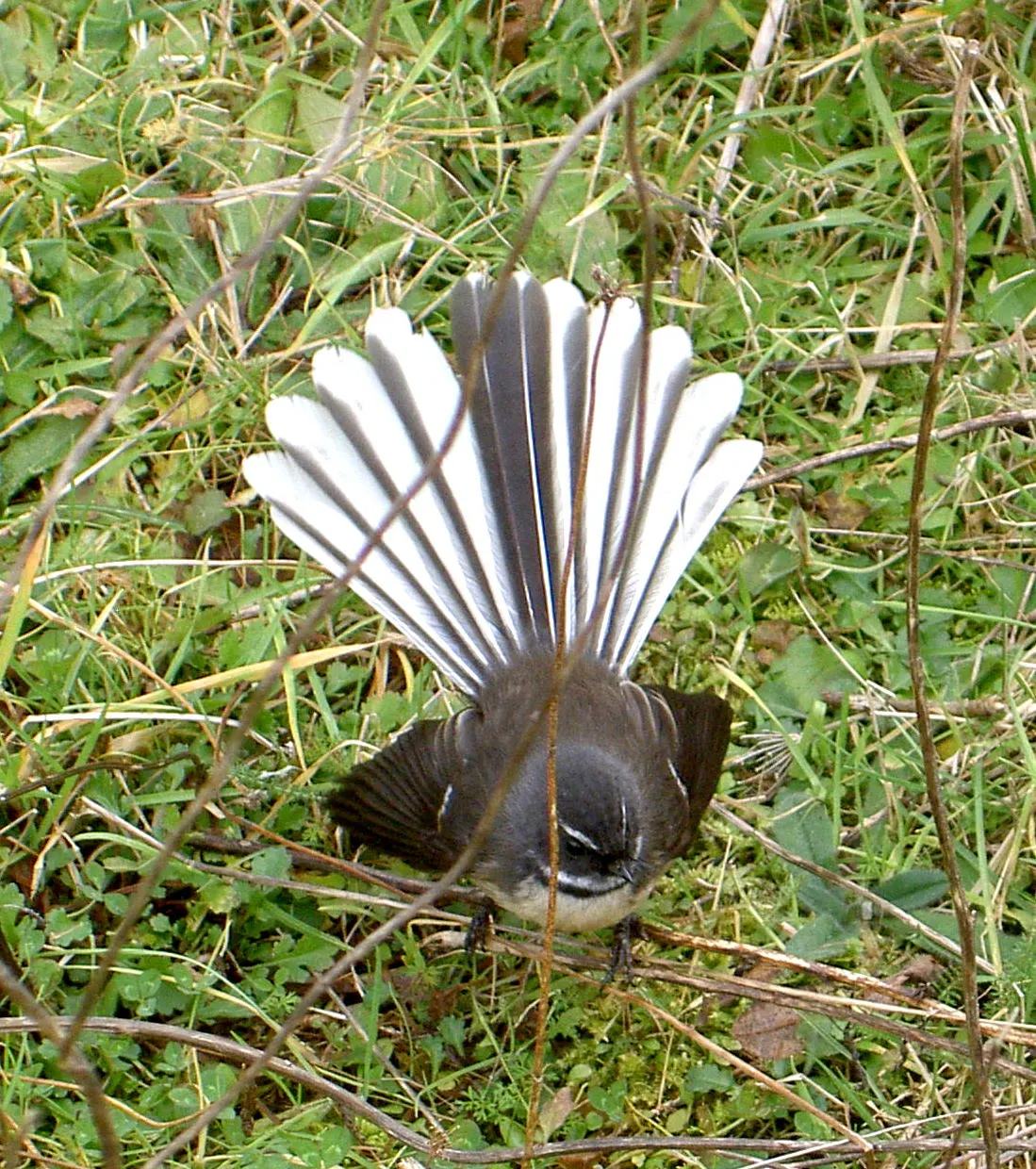 Fantail (55)v.webp