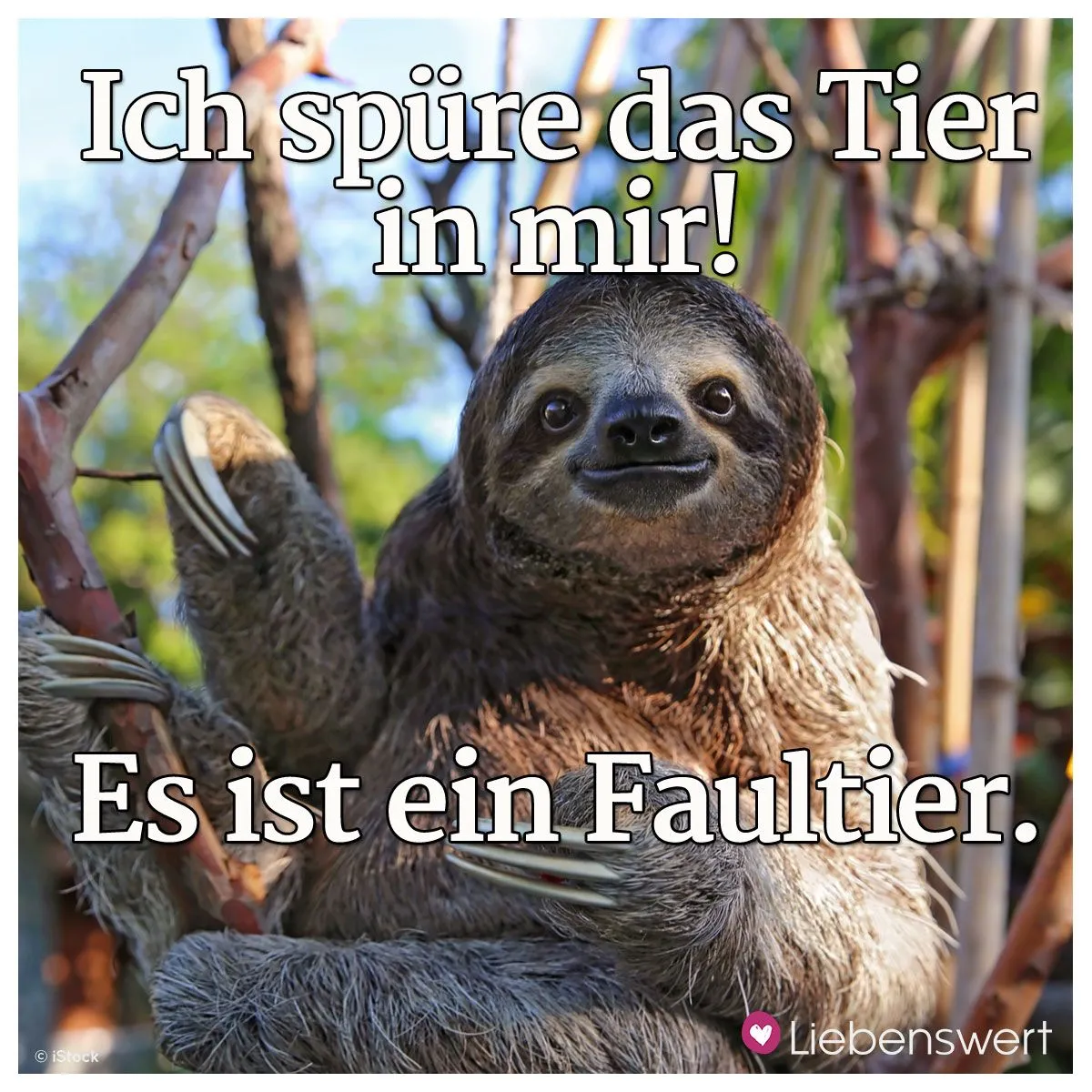 Faultier.webp