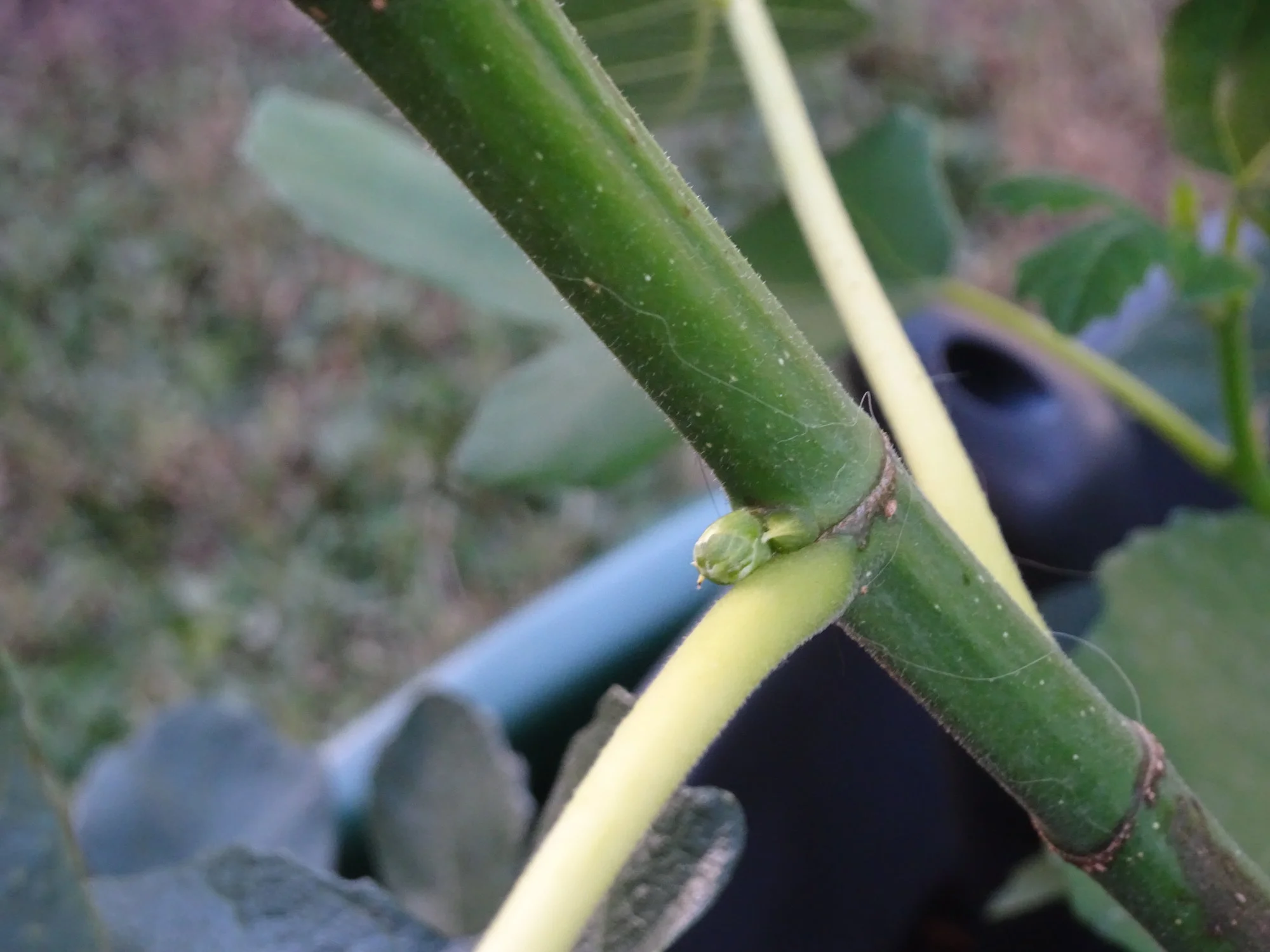 feigenfrucht 001.webp