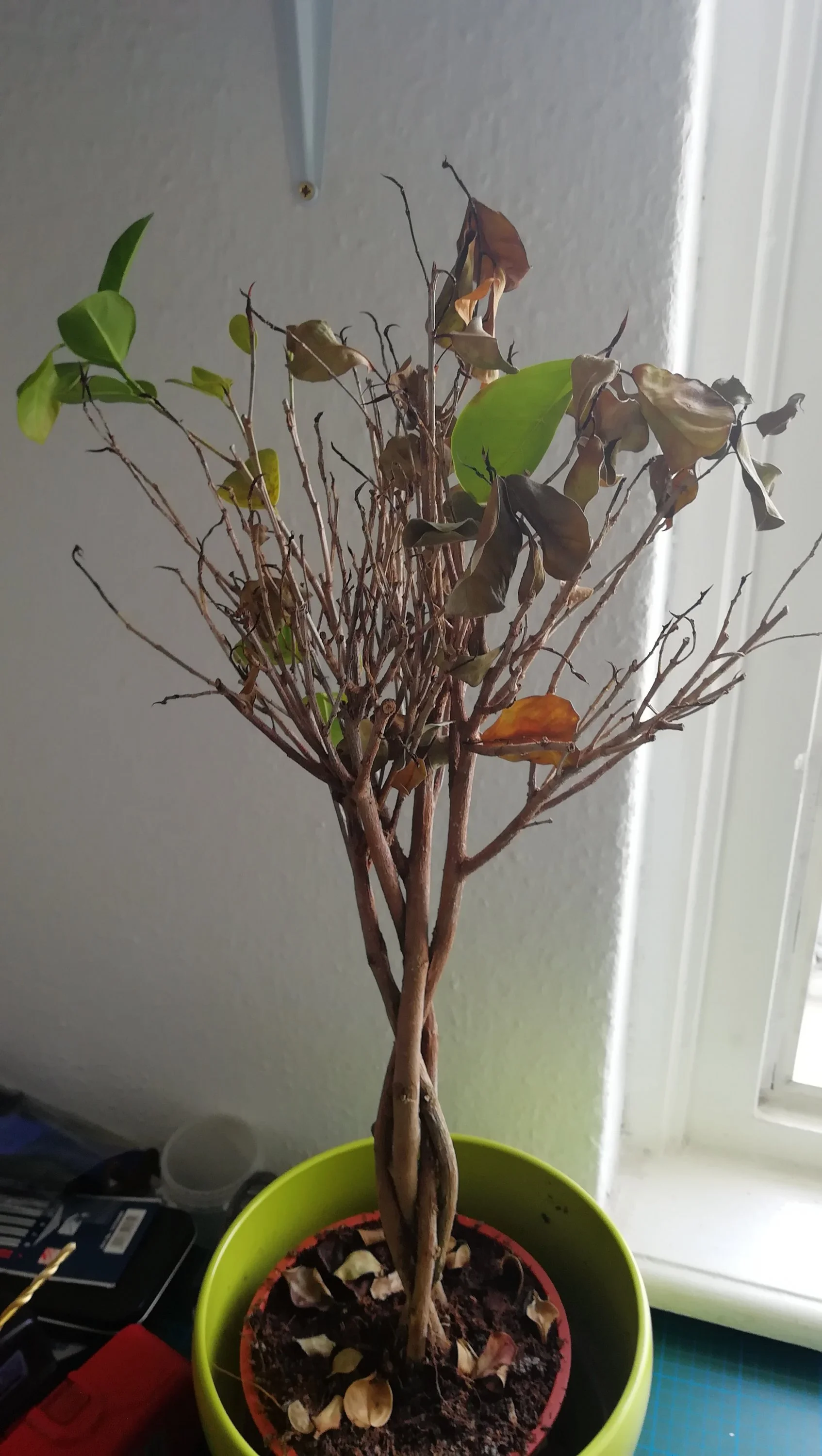 Ficus verliert Blätter wie retten?