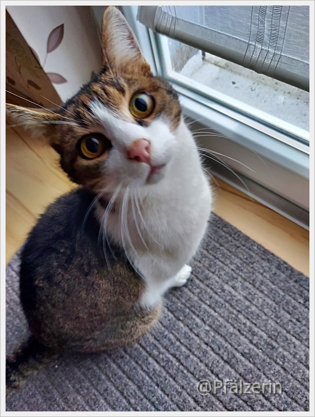 Finn 1.webp