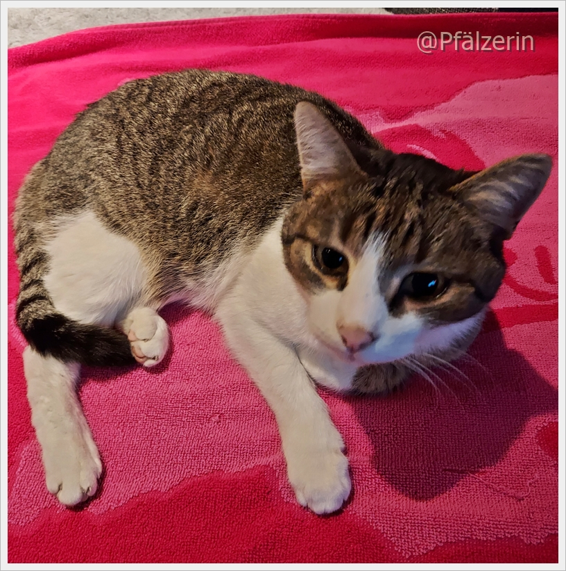 Finn 2.webp