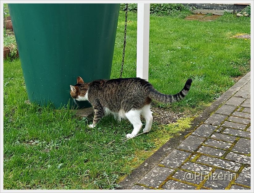Finn 3.webp