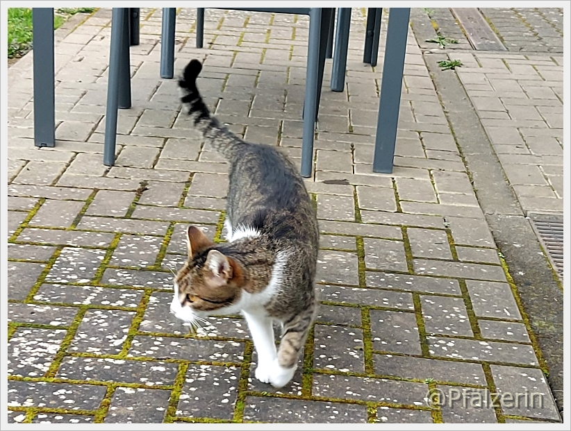 Finn 4.webp