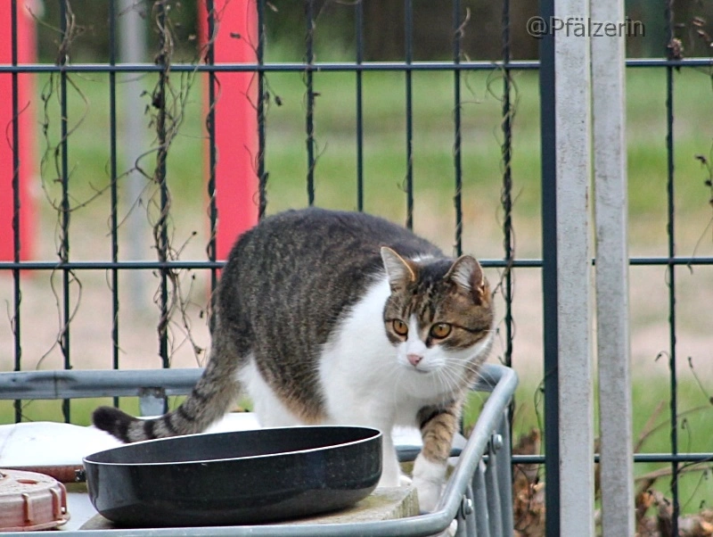 Finn auf dem Schuppendach 4.webp