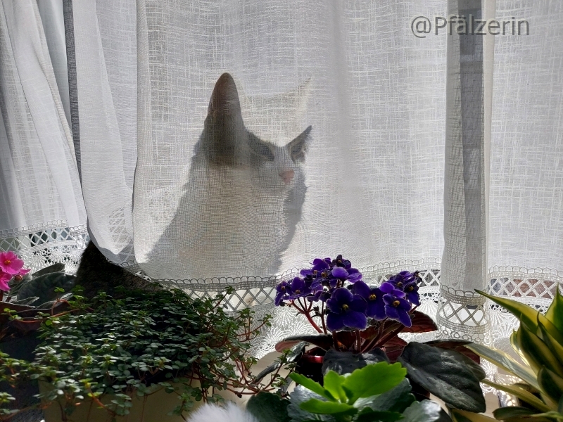 Finn auf der Fensterbank.jpg