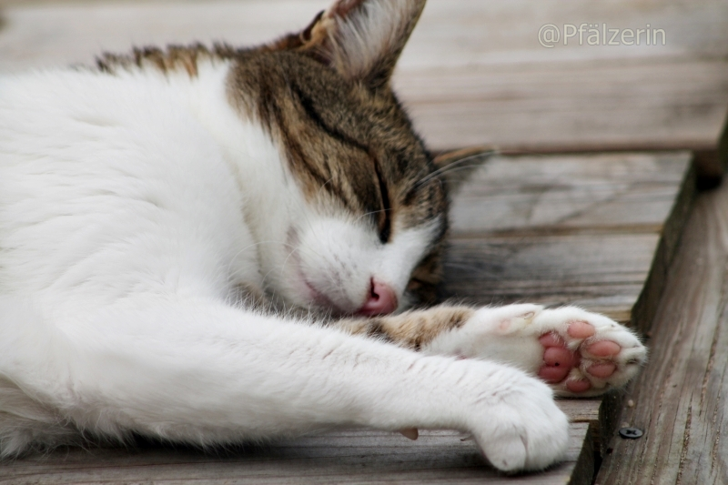 Finn im Garten.webp