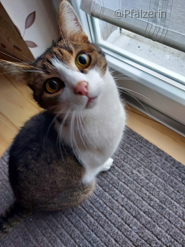 Finn ist neugierig.webp