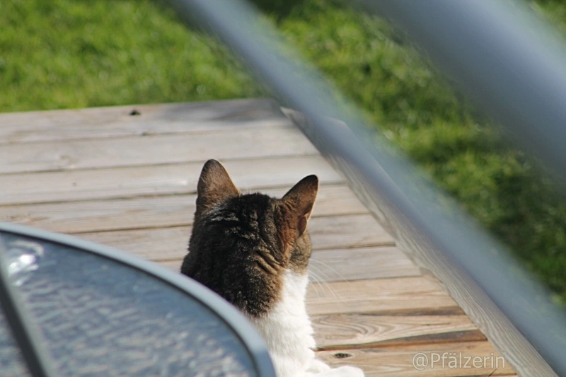 Finn und das Eichhörnchen 1.webp