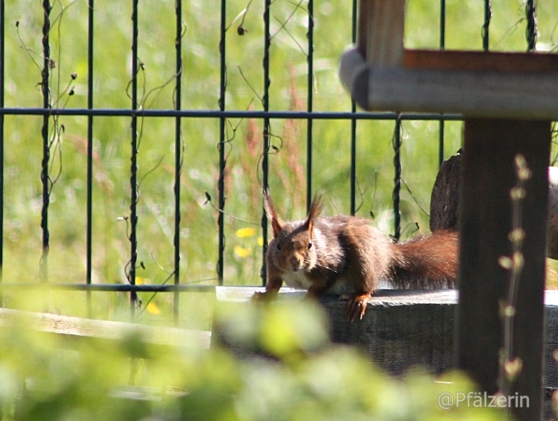 Finn und das Eichhörnchen 4.webp