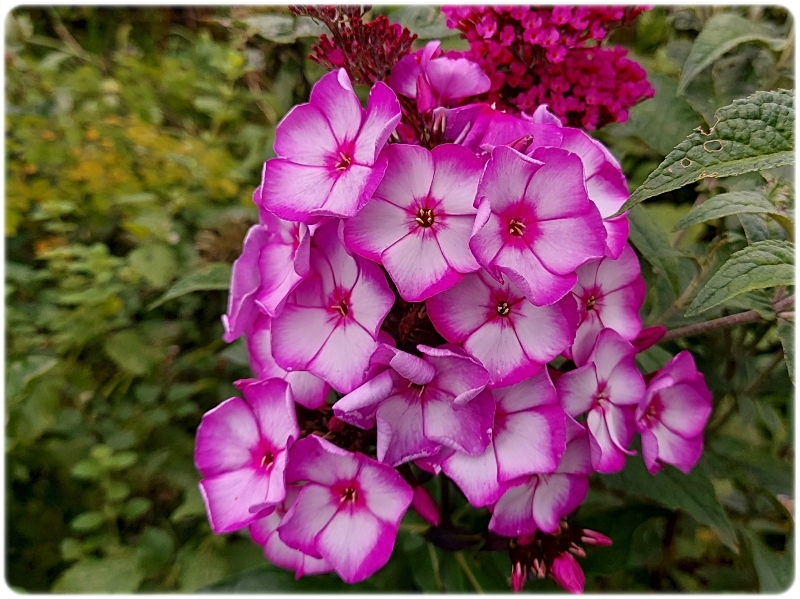 Flammenblumen 4.webp