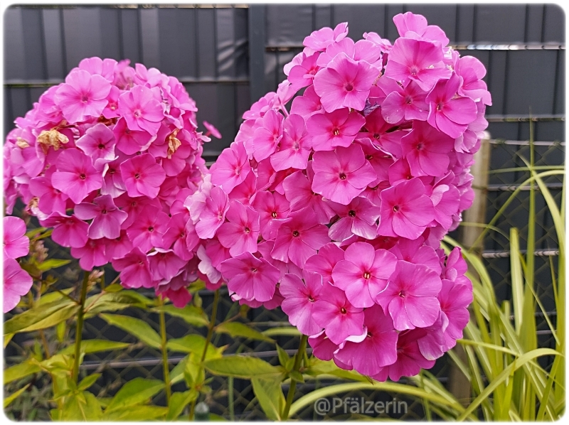 Flammenblumen 6.webp