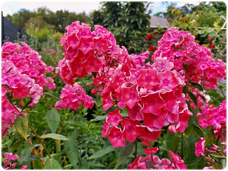 Flammenblumen 8.webp