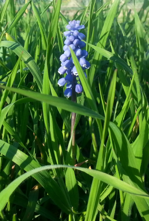 Wie heißt diese schöne Blume?