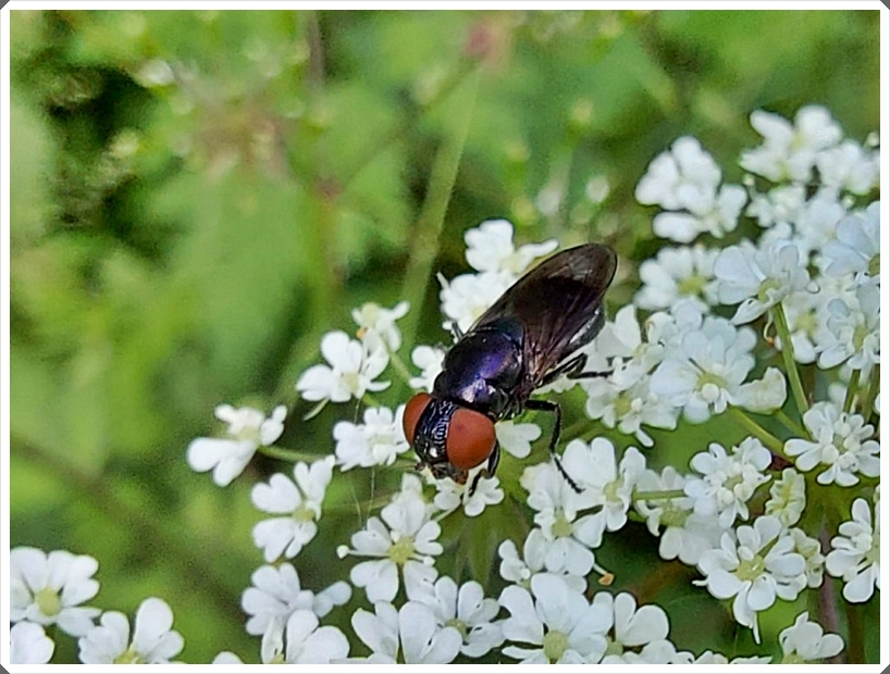Fliege an Gierschblüte.webp