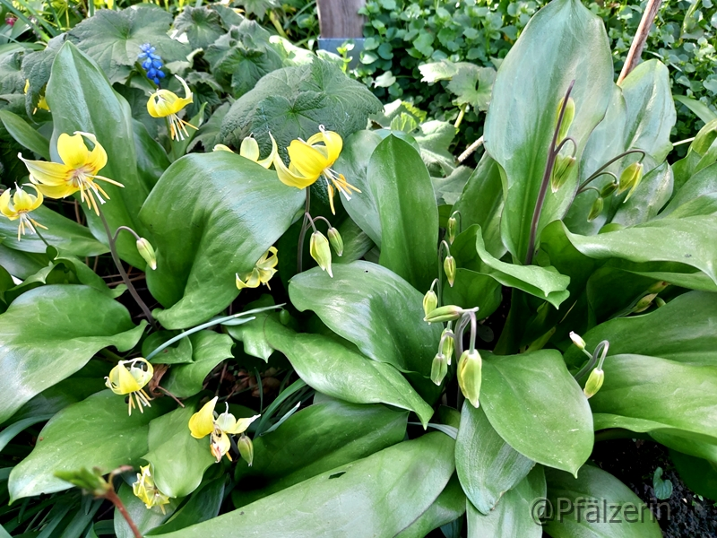 Forellenlilien 1.webp