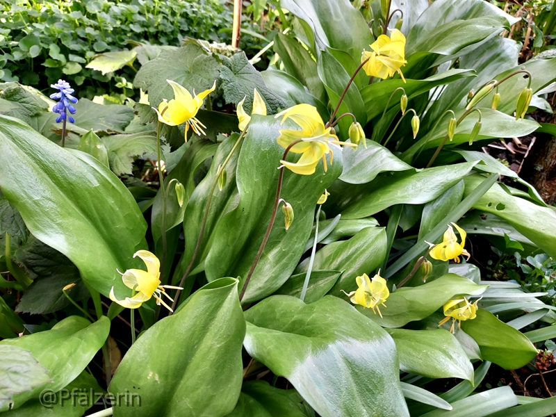 Forellenlilien 2.webp
