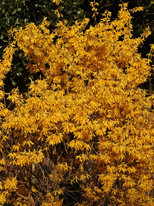 Forsythie_bloom_gelb_yellow2_700.webp