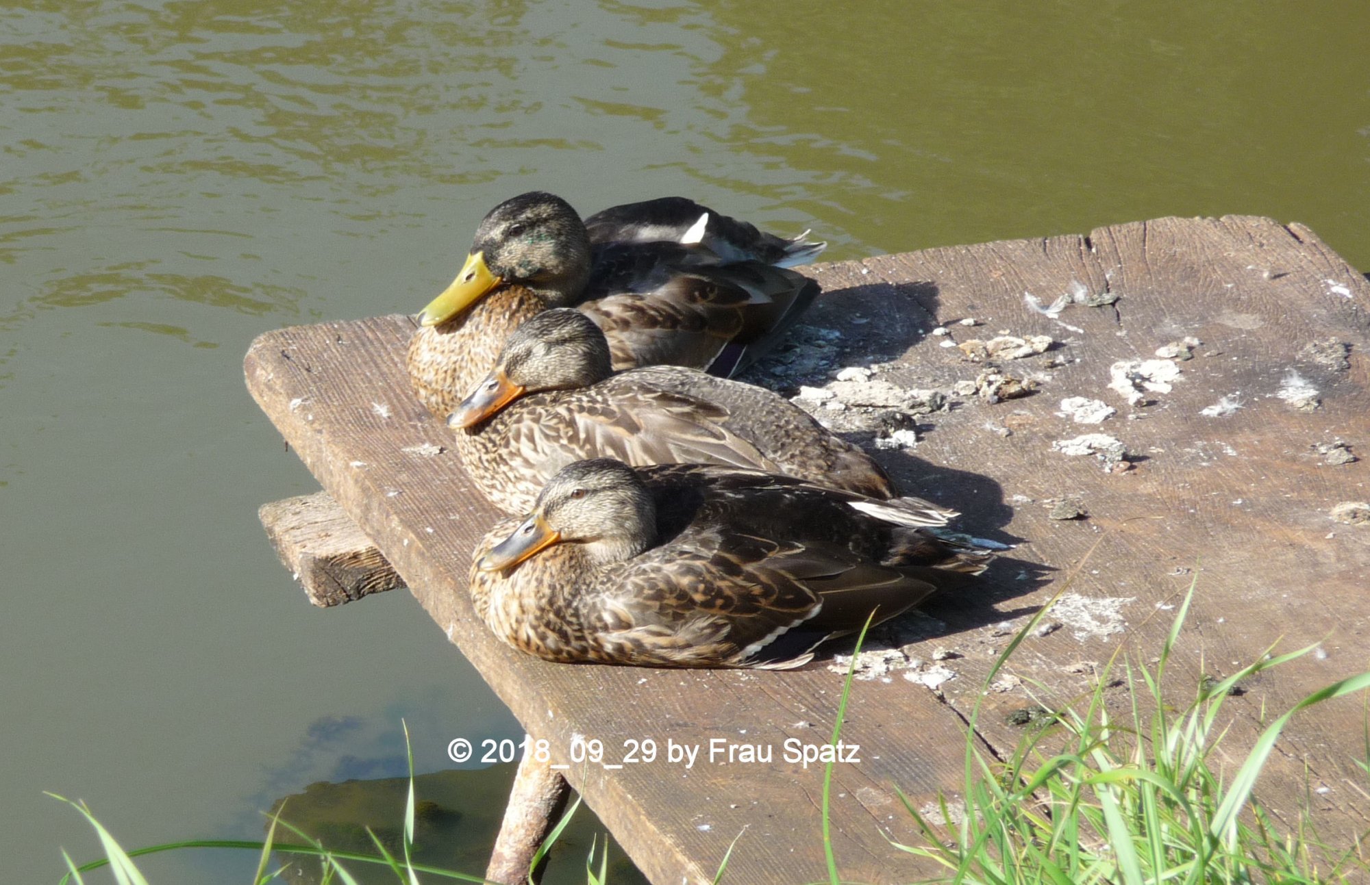 Forum Enten Duckies Steg 2018_09_29 P1110312.JPG