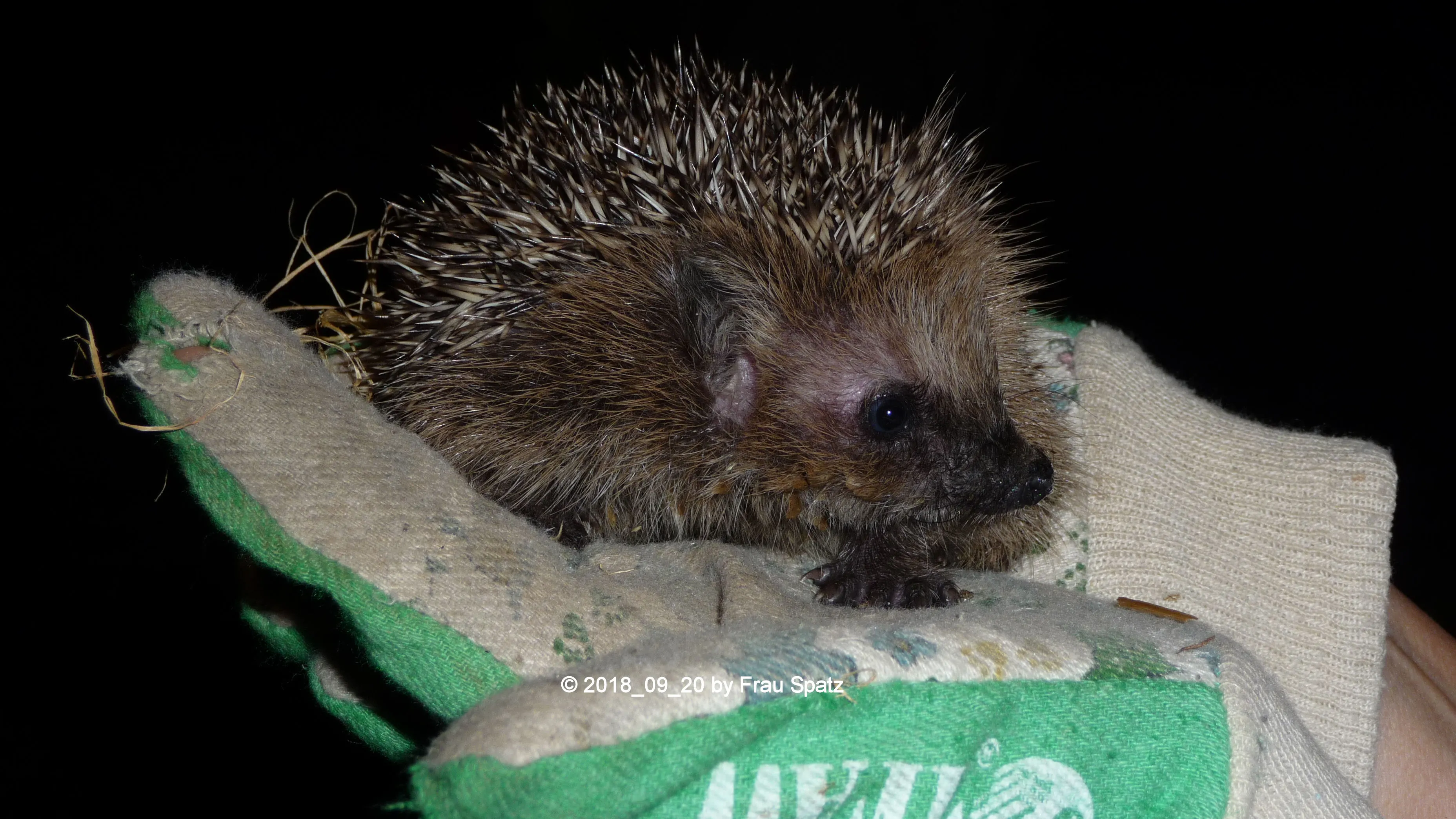 Forum Igel Schnuffelchen 2018_09_20 P1110298.webp