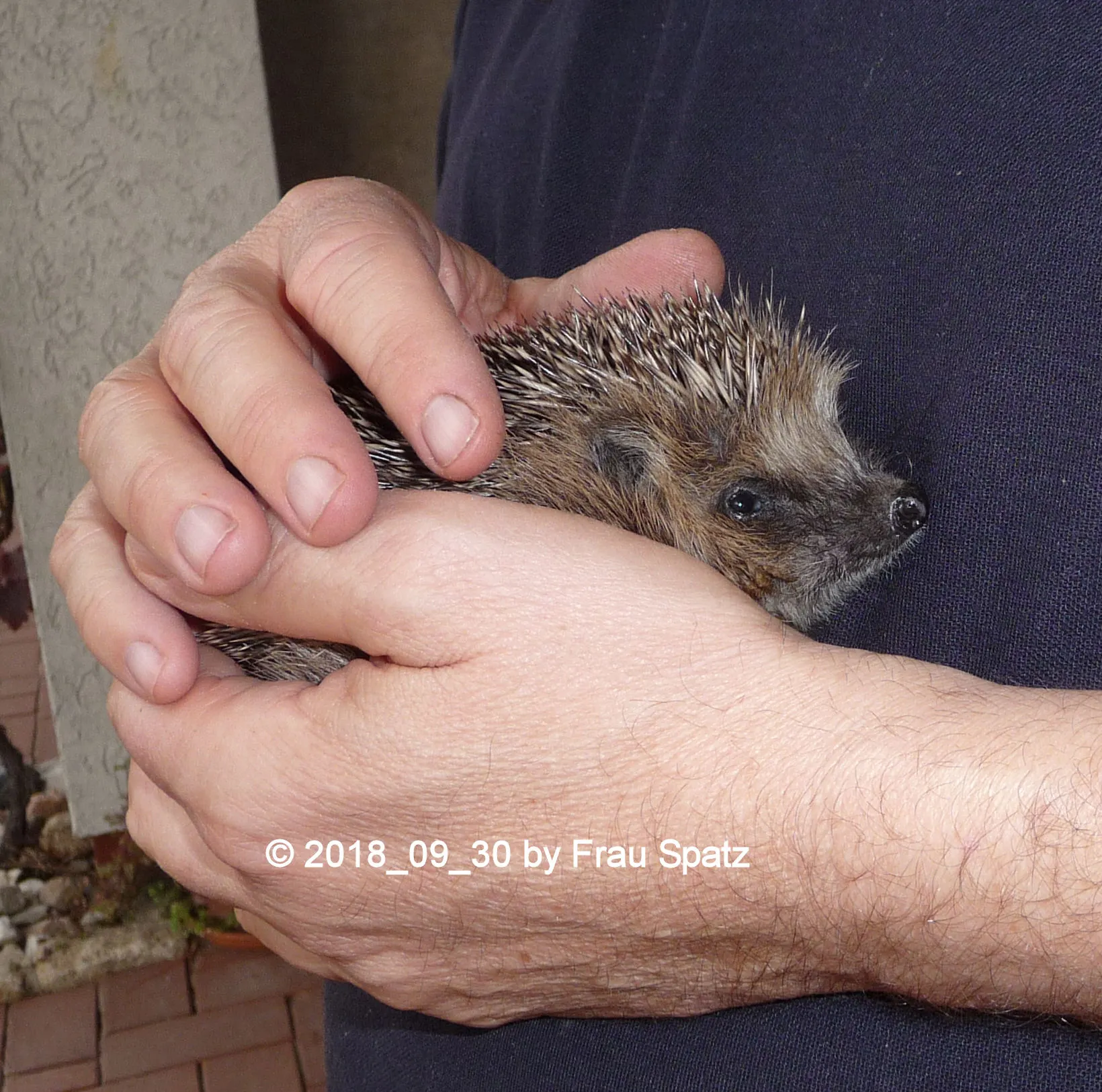 Forum Igel Schnuffelchen 2018_09_30 P1110319.webp