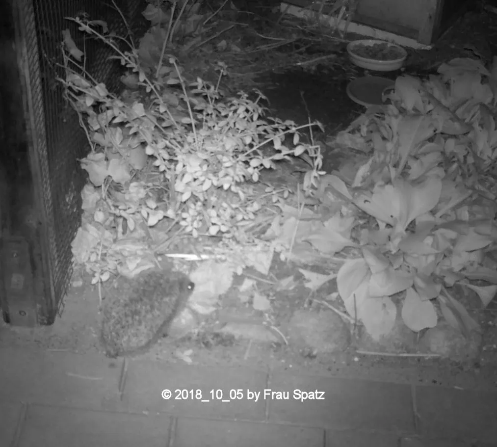 Forum Igel Schnuffelchen 2018_10_05 STC_0027.webp