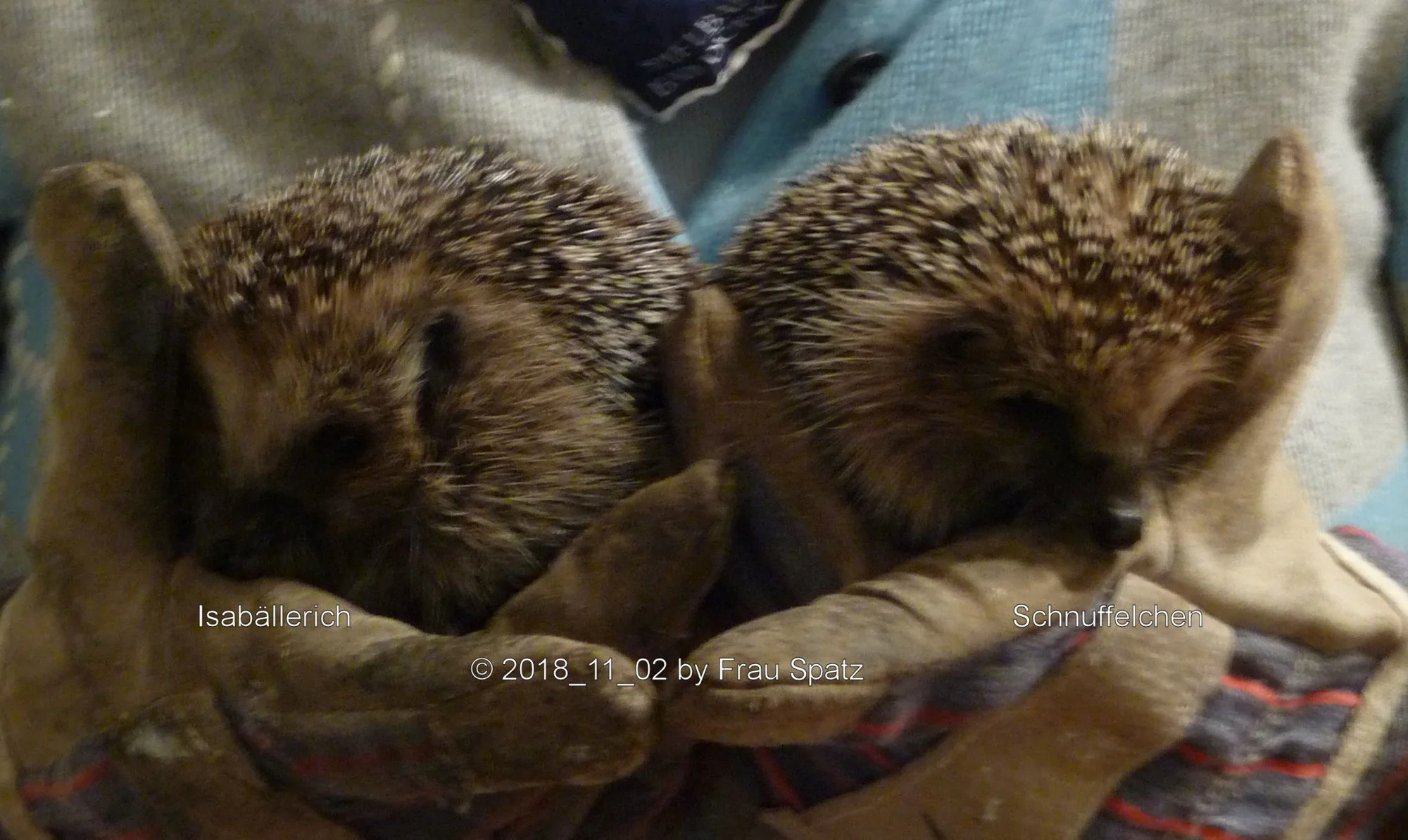 Forum Igel Schnuffelchen Isabällerich 2018_11_02 P1110447.webp