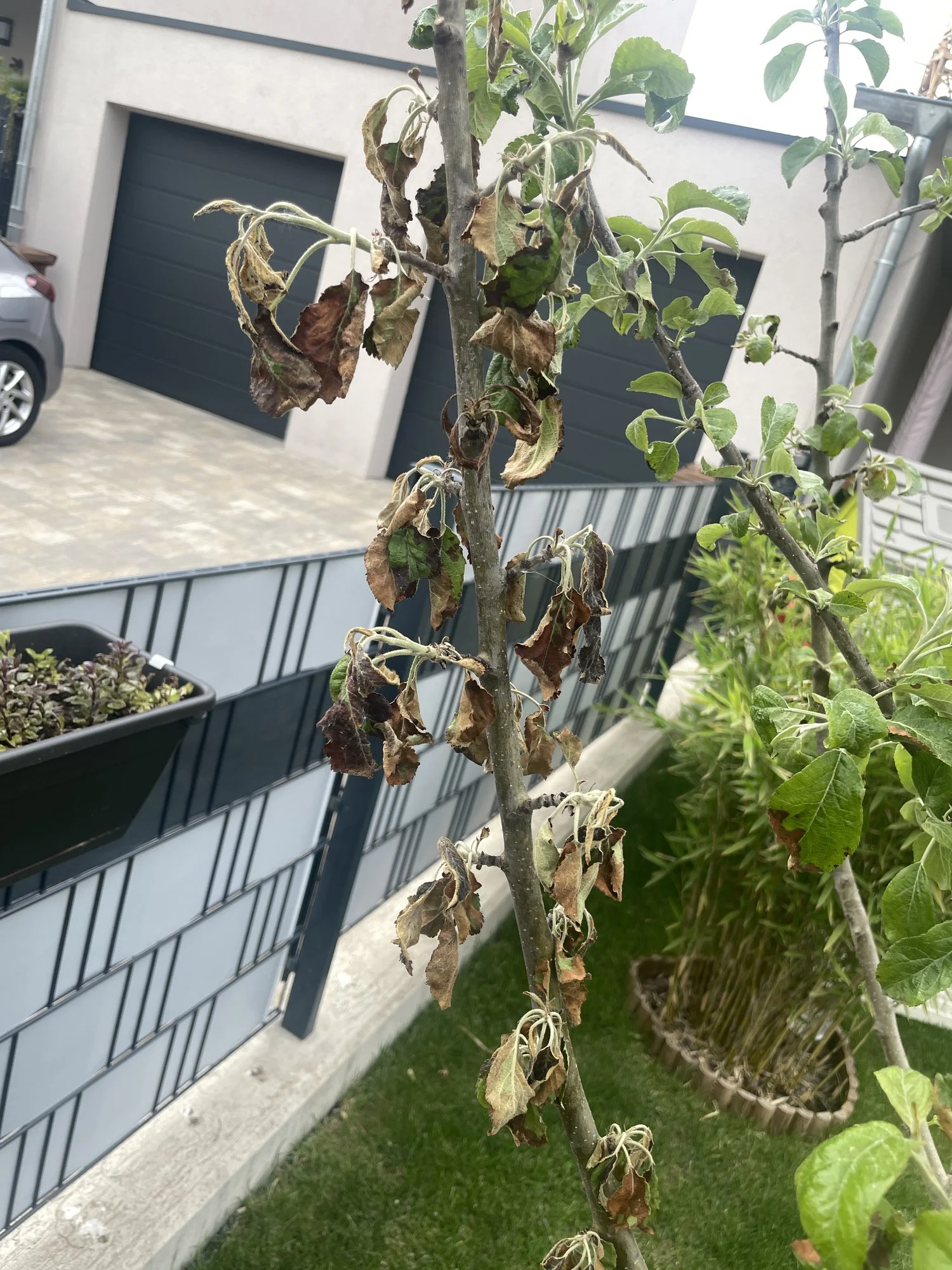 Apfelbaum Blätter werden braun und rollen sich ein