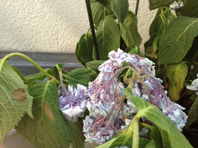 Hortensie ES lässt Blätter und Blüten hängen