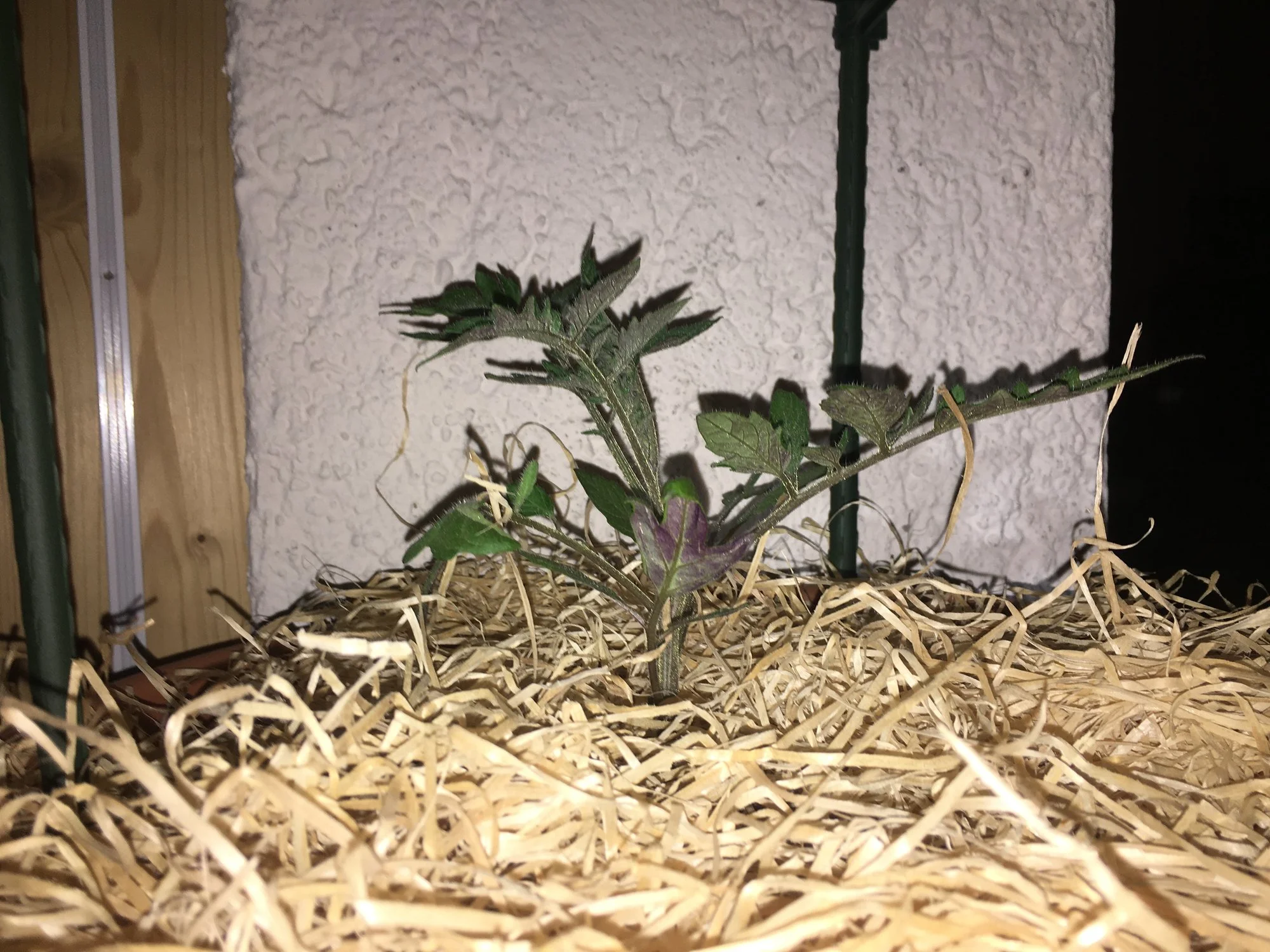 Foto 15.05.24, 22 52 16.jpg