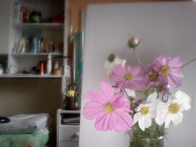Wie heißt diese Blume?