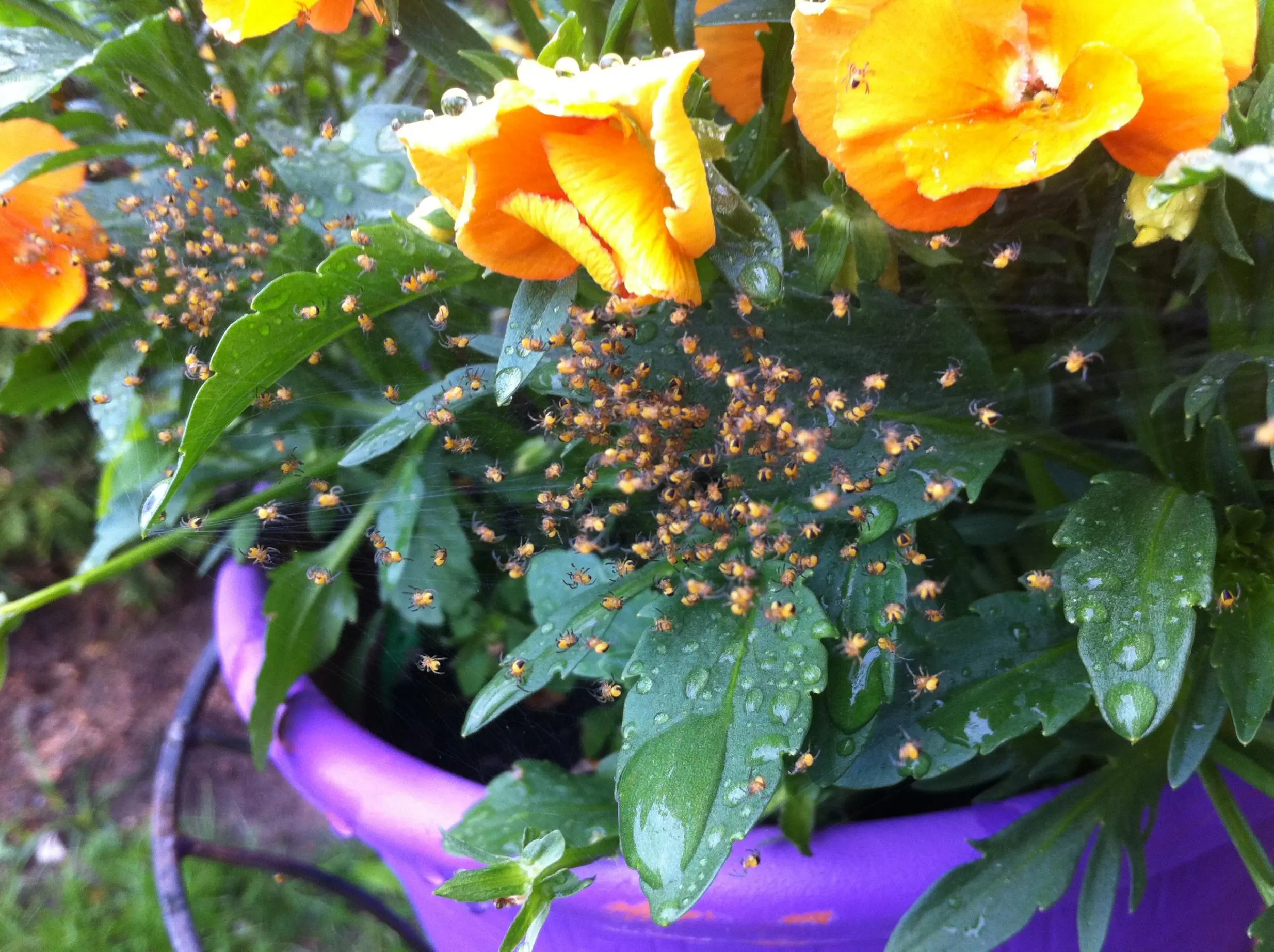 Kleine Spinnen im Garten