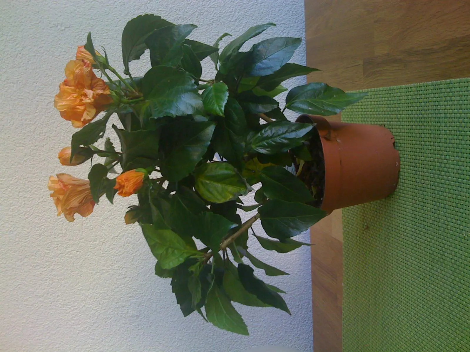 Hibiskus lässt Blätter hänger und Knospen fallen runter
