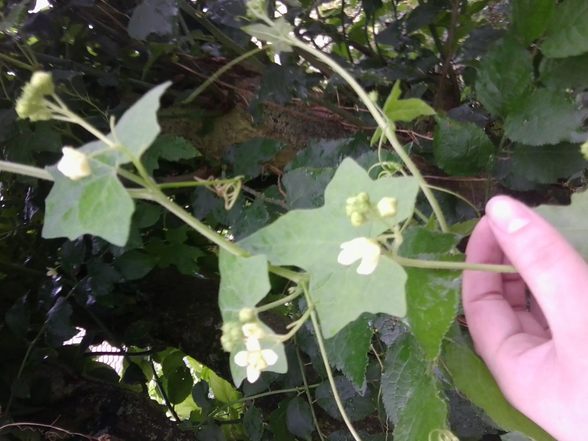 Was ist das? Grüne Ranke mit weißen Blüten