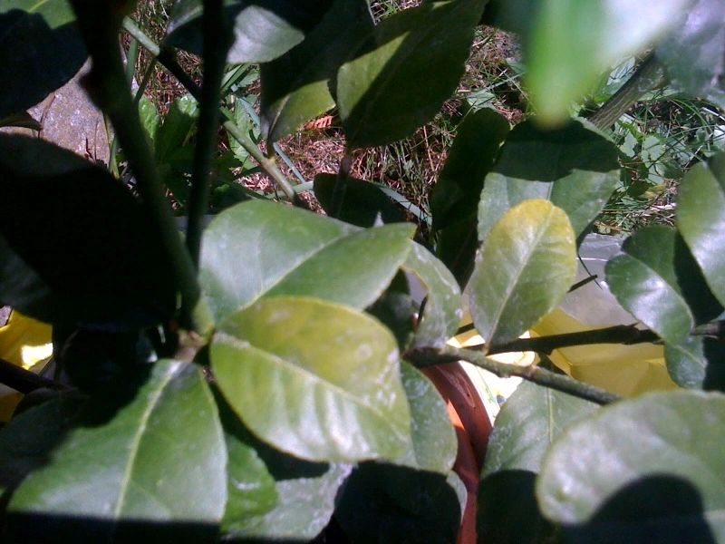 Gelbe Blätter an neu gekauftem Zitronenbäumchen