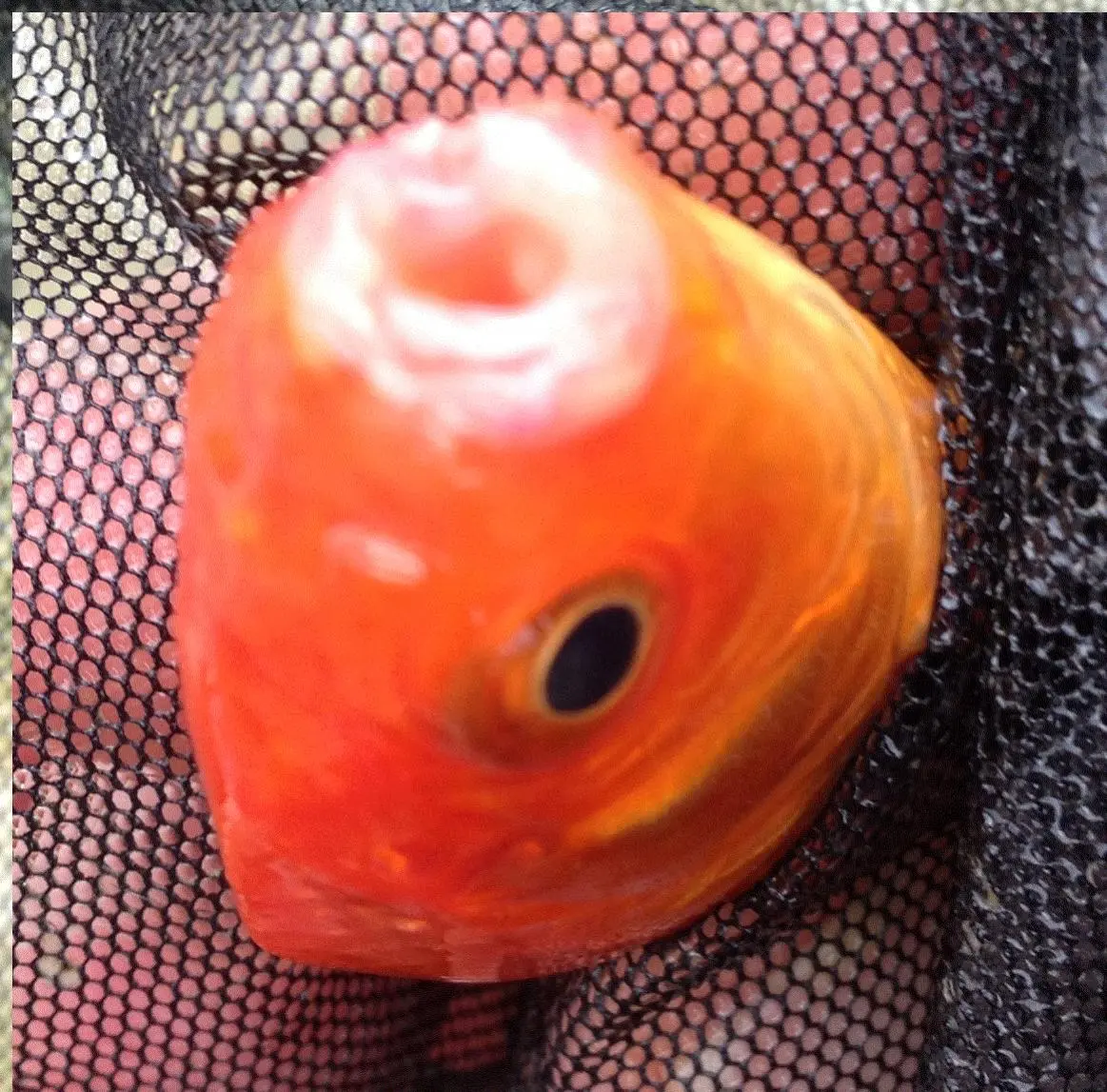 Krankheit bei Goldfischen