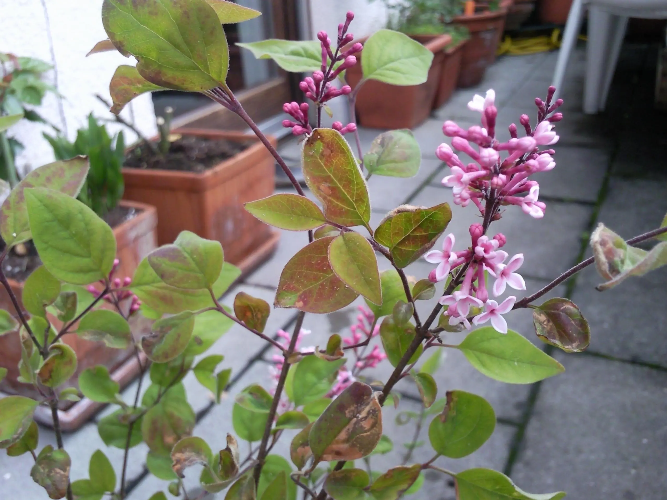 Flieder komische Blätter