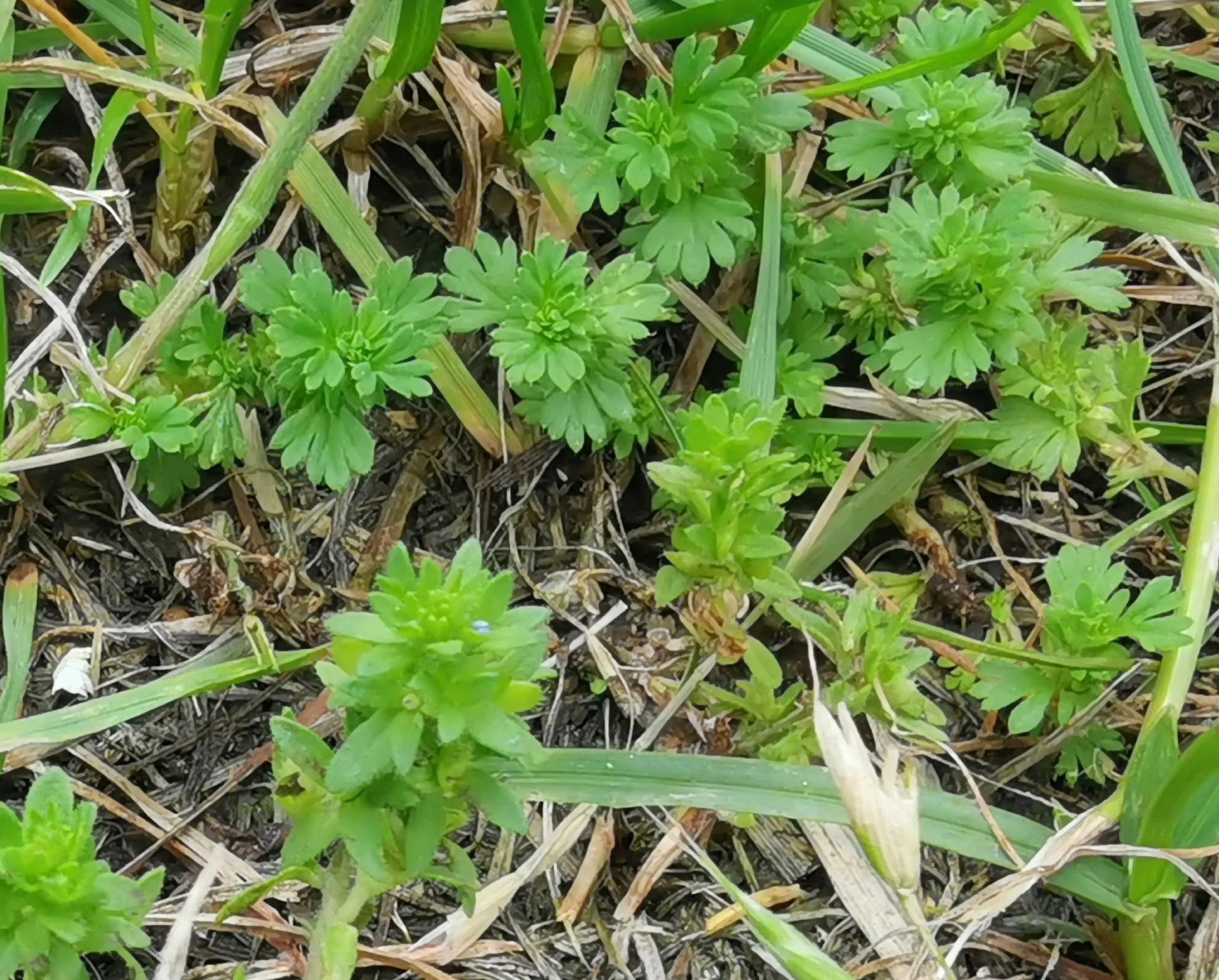 Kräuer im Rasen, ist das Ehrenpreis?