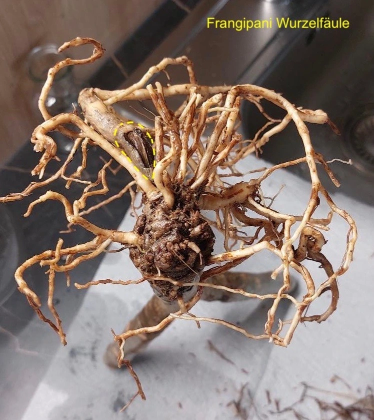 Frangipani_Wurzelfäule.jpg