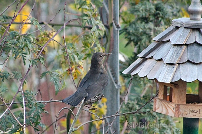 Frau Amsel 1.webp