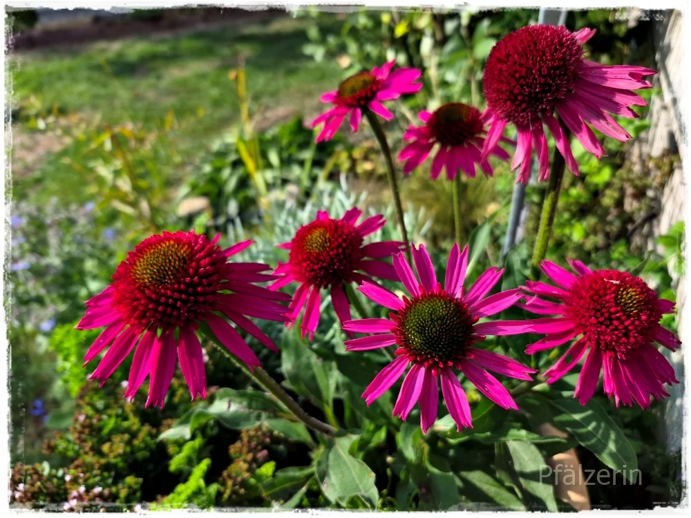Freude am Garten 16.webp