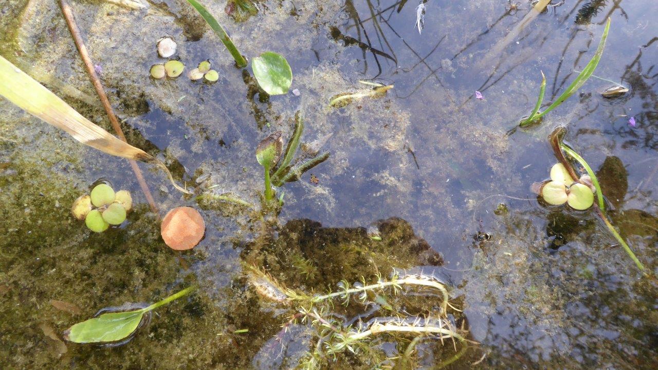 Algenplage im Teich gelbgrau bis grüne Fladen