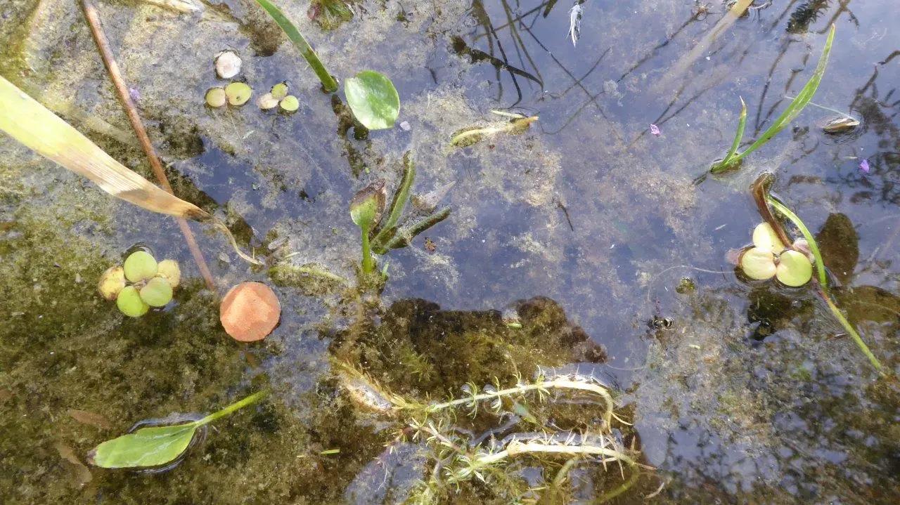 Froschbiss.webp